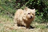 NORWICH TERRIER 091